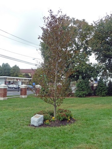 Copper Beech tree and plaque dedicated to the deceased members of Danbury High School Class of 1961